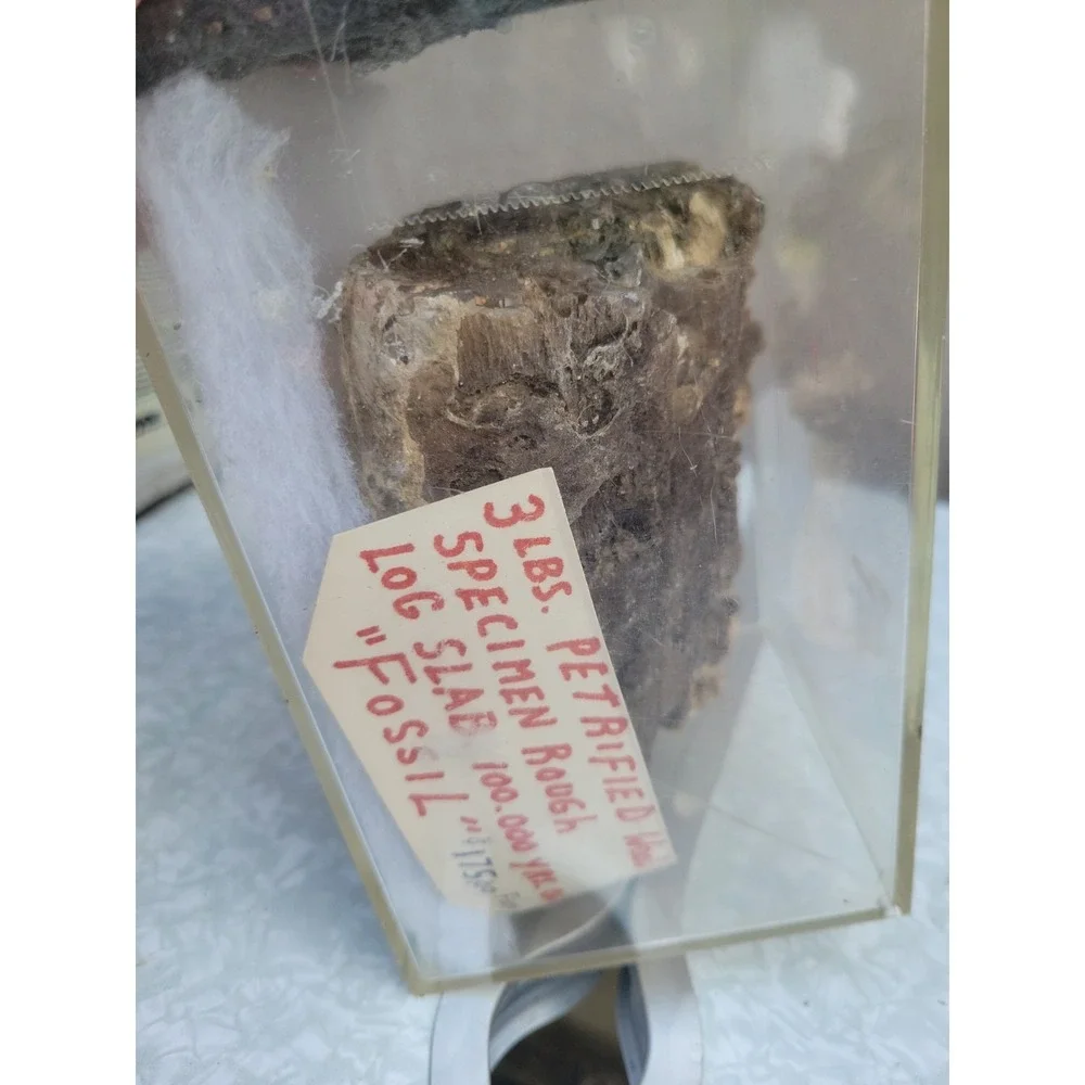 3 Lb Petrified Wood Specimen Rough Log Slab Fossil